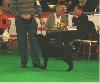  - Expo Eurodogshow Courtrai 21 Novembre