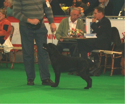 Sweet Braveheart Mélody - Expo Eurodogshow Courtrai 21 Novembre