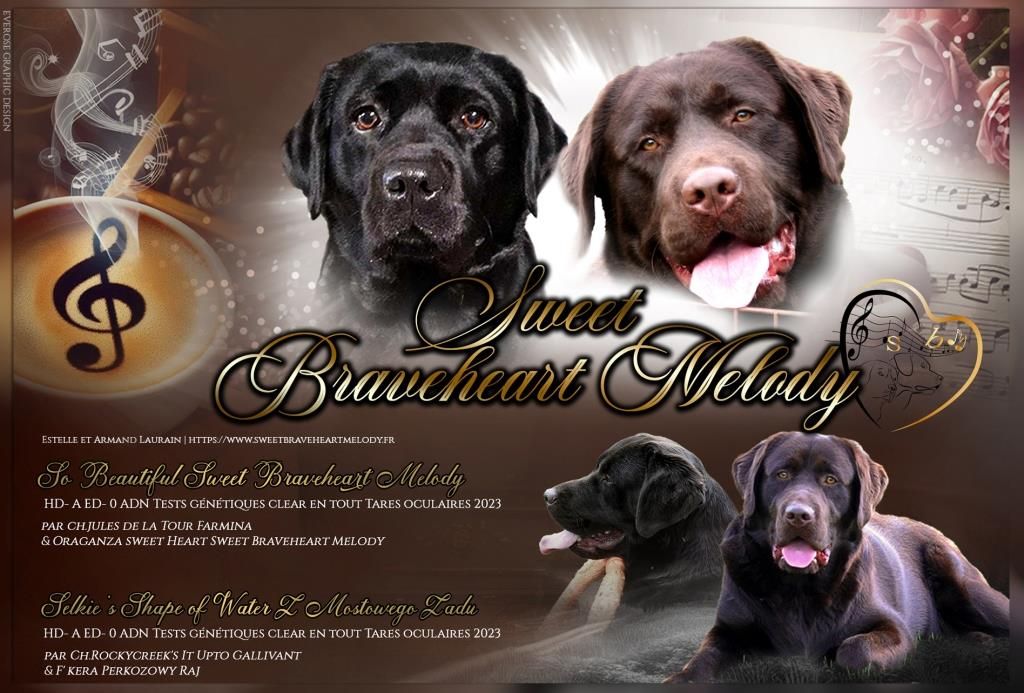 chiot Labrador Retriever Sweet Braveheart Mélody