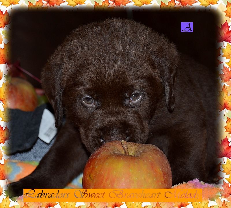 Sweet Braveheart Mélody - Chiot disponible  - Labrador Retriever