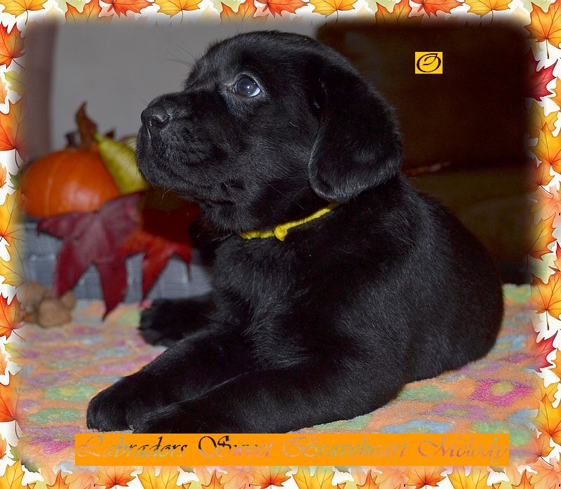 Sweet Braveheart Mélody - Chiot disponible  - Labrador Retriever