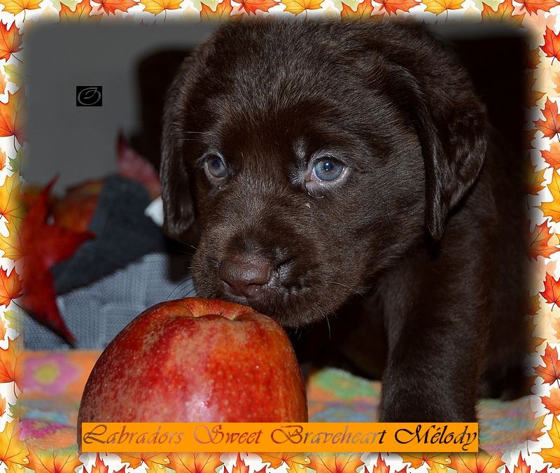 Sweet Braveheart Mélody - Chiot disponible  - Labrador Retriever