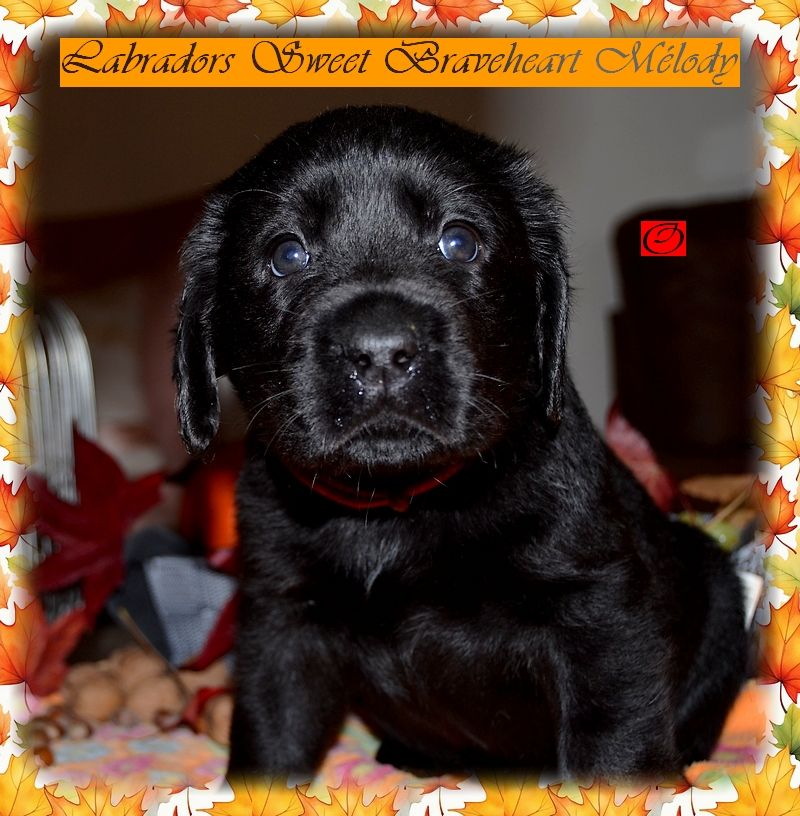 Sweet Braveheart Mélody - Chiot disponible  - Labrador Retriever