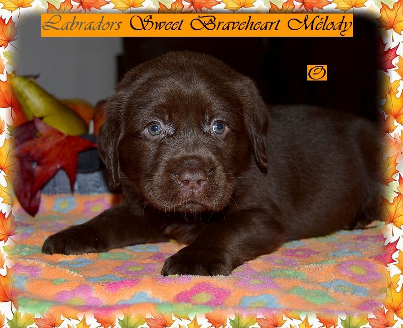 Sweet Braveheart Mélody - Chiot disponible  - Labrador Retriever