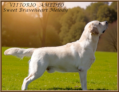 Vittorio amedeo Sweet Braveheart Mélody