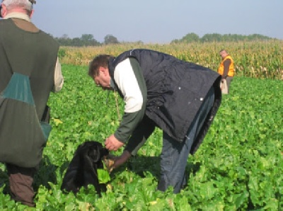 Sweet Braveheart Mélody - Field Trial D'Erstein
