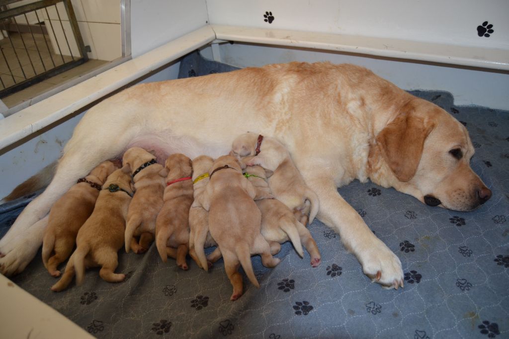 Chiots LOTUS - OGUST
