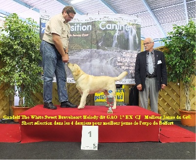 Sweet Braveheart Mélody - Exposition canine Belfort