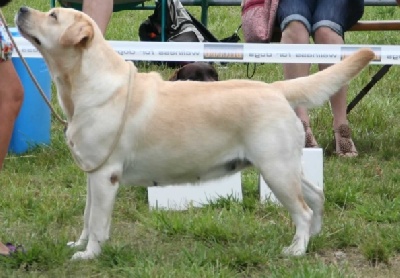 Sweet Braveheart Mélody - Exposition canine
