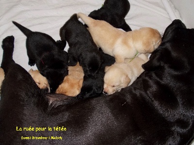 Sweet Braveheart Mélody - Nos magnifiques bébés ont 3 semaines