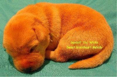 Sweet Braveheart Mélody - Les 8 bébés de Caline ont fêté leur 1ère semaine!!!!