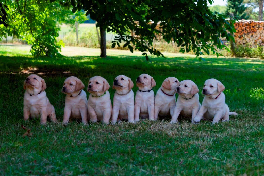 Chiot Labrador Retriever Sweet Braveheart Mélody