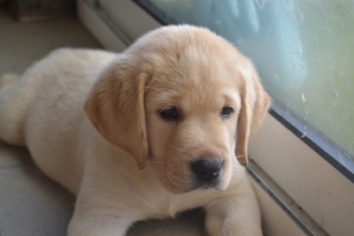 CHIOT 3