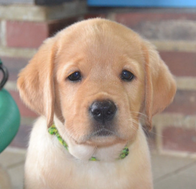CHIOT 4