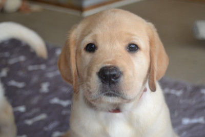 CHIOT 8