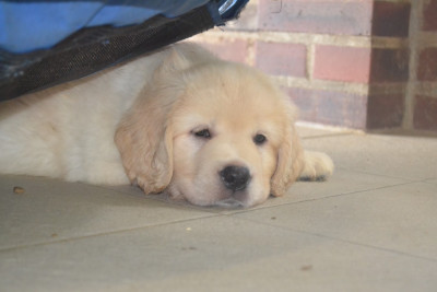 CHIOT 9