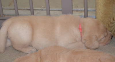CHIOT 1