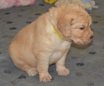 CHIOT 2