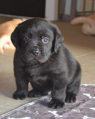 CHIOT 5