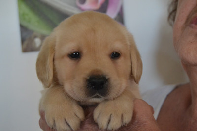 CHIOT 7