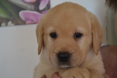 CHIOT 6