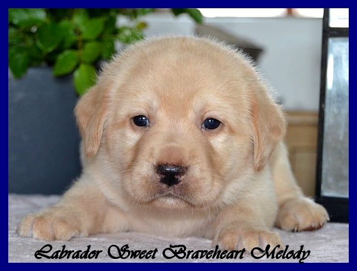Sweet Braveheart Mélody - Chiots disponibles - Labrador Retriever